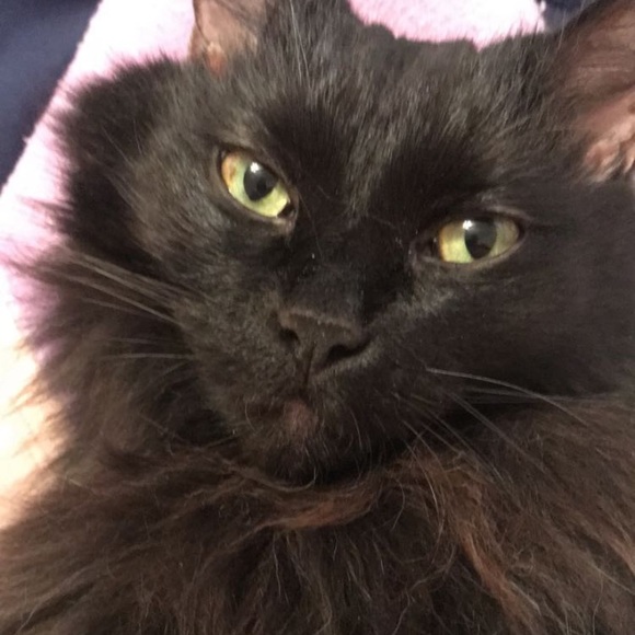 Meet your Posher, Caty - Picture 4 of 4